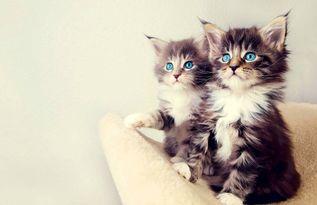 娱乐吃瓜酱小猫咪被吓,揭秘幕后真相