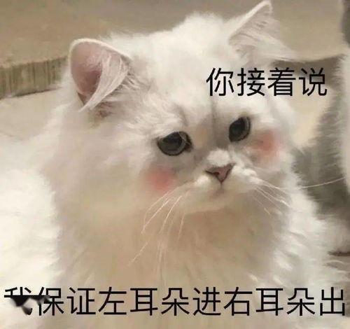 牛群表情包